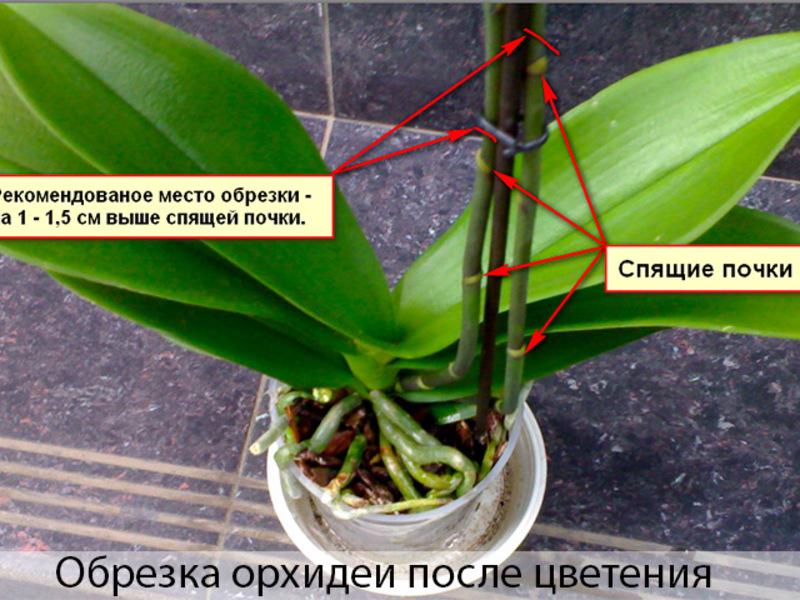 Prendersi cura di un'orchidea richiede una certa conoscenza.