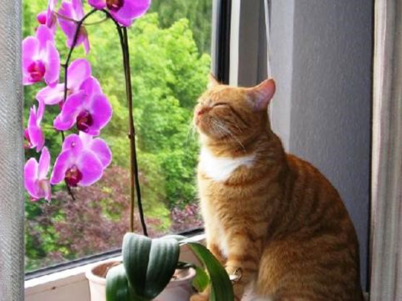 L'orchidea Phalaenopsis sul davanzale della finestra è uno splendore in casa.