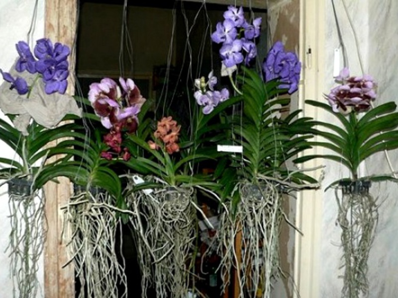 De zorg voor orchideeën is erg belangrijk, omdat exotische decoratieve bloemen vatbaar zijn voor verschillende ziekten.