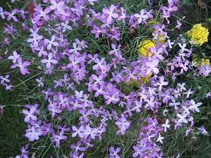 ¿Cómo crece la violeta nocturna y cuándo florece?