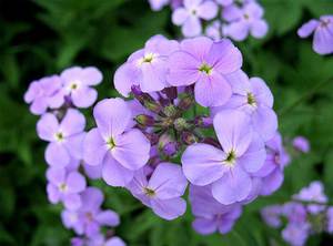 Yövioletti kukinta - violetit herkät kukat lumoavat.