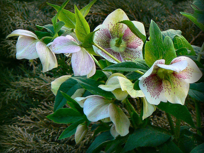 Hellebore genus bunga