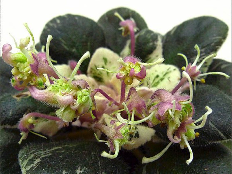 Raibā Saintpaulia lapsene ir augs ar zaļganiem ziediem.