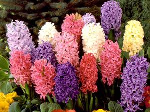 Hyacint planten en verzorgen