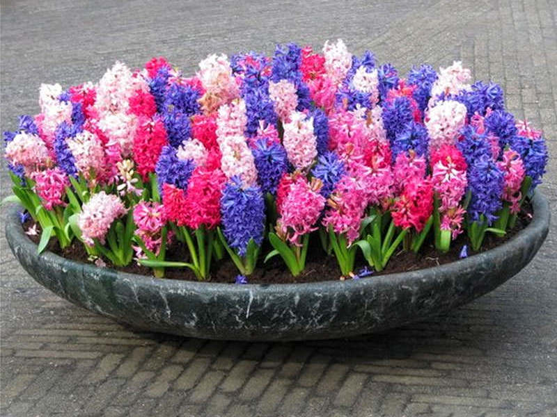 Ano ang mabuti tungkol sa hyacinth