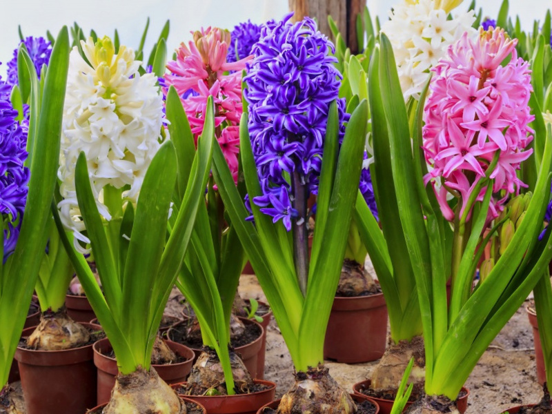 How to grow hyacinth yourself