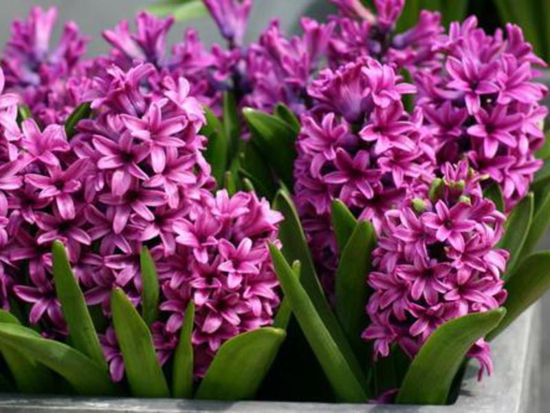 Hyacint na záhone