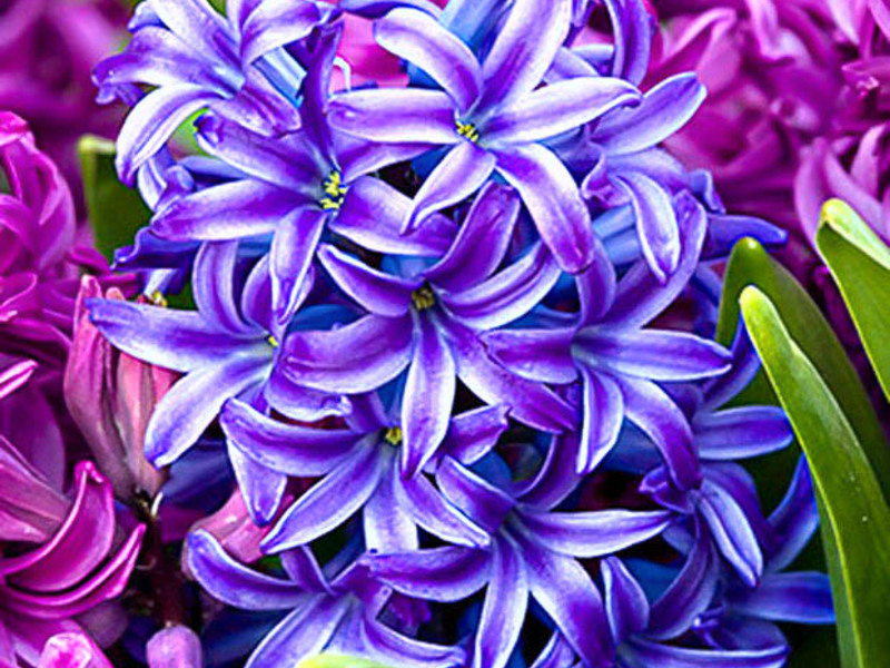 Hyacint skadedyr