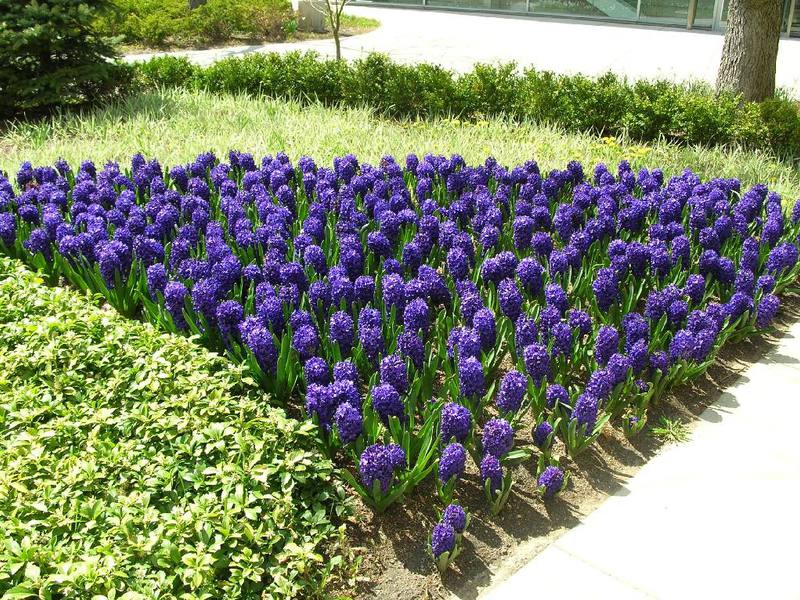 Hoe worden hyacinten gebruikt in tuinontwerp