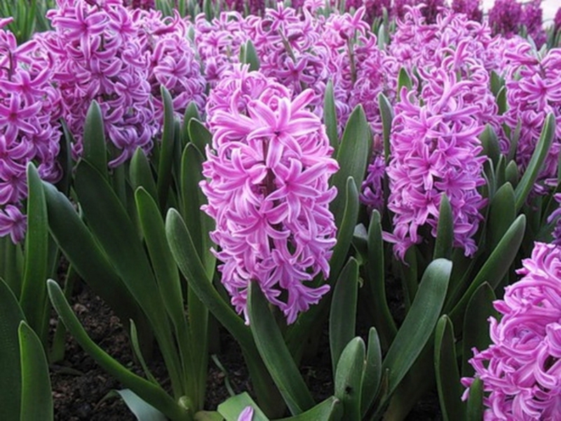 Conditions for growing hyacinths