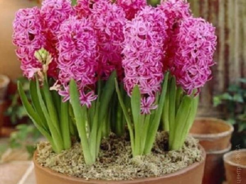 Fin hyacintblomma