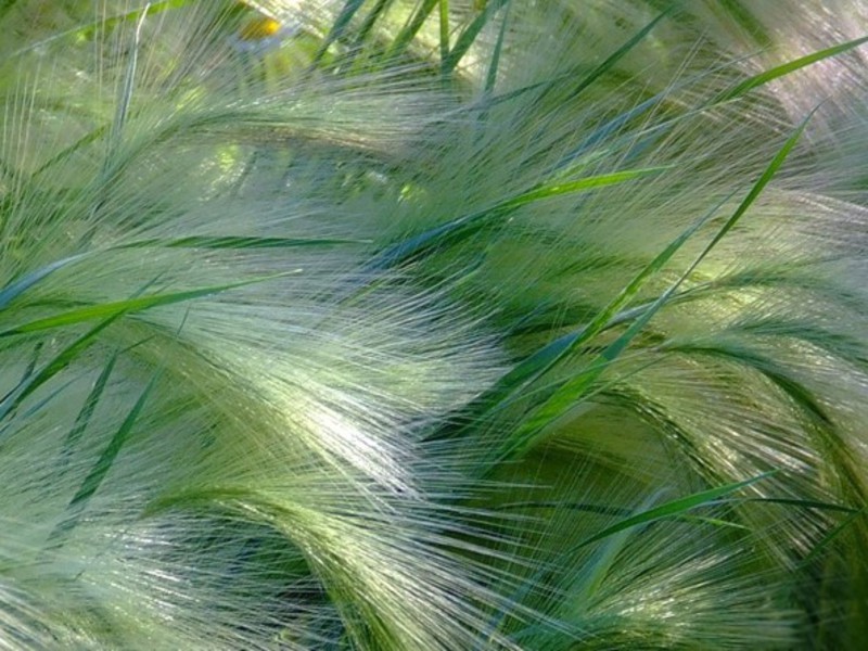 Žolinių augalų plunksnų žolė