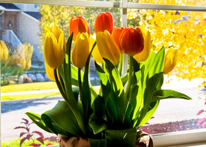 Sazenice tulipánů v květináči