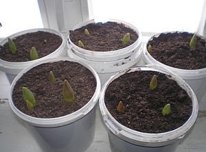 Savarankiškas tulpių auginimas