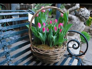 Buộc hoa tulip trước ngày 8 tháng 3