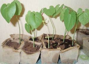Cara Menanam Kacang Hyacinth