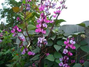 Tiež známy ako hyacint alebo fazuľa lablab