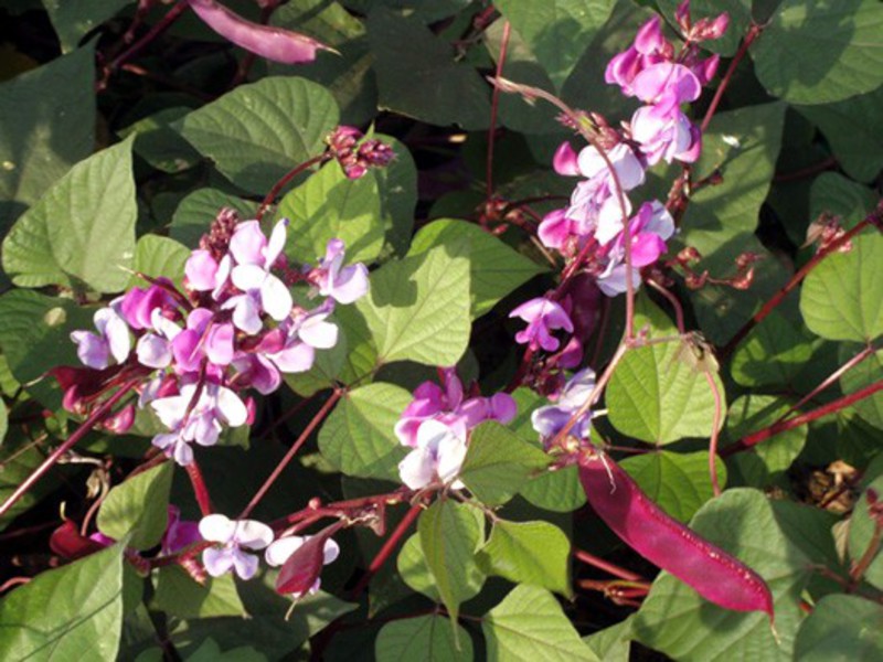 Hyacinth Bean Care