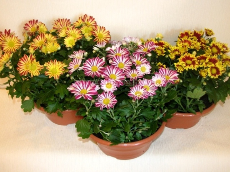 Garden chrysanthemums - planting and care