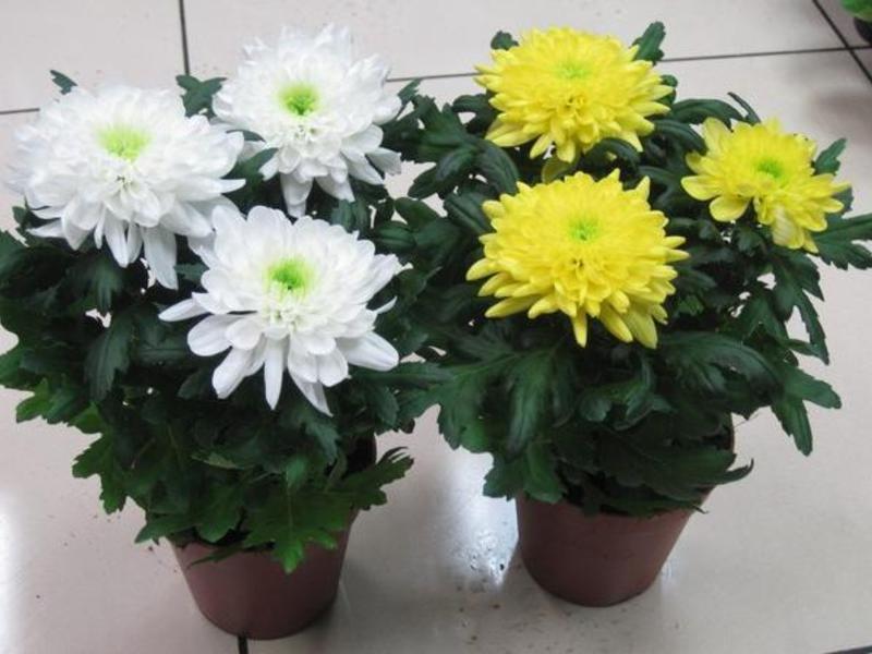 Conditions for growing indoor chrysanthemums