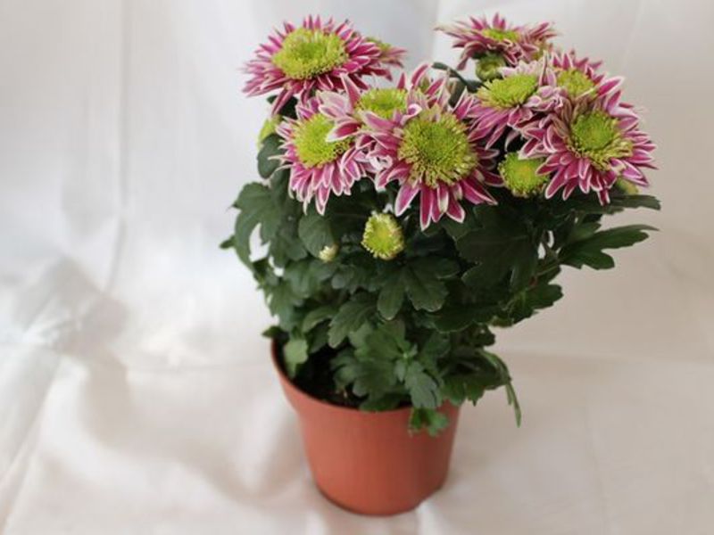 Flowering period of indoor chrysanthemum