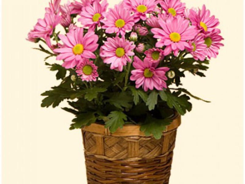 Reproduction of chrysanthemums