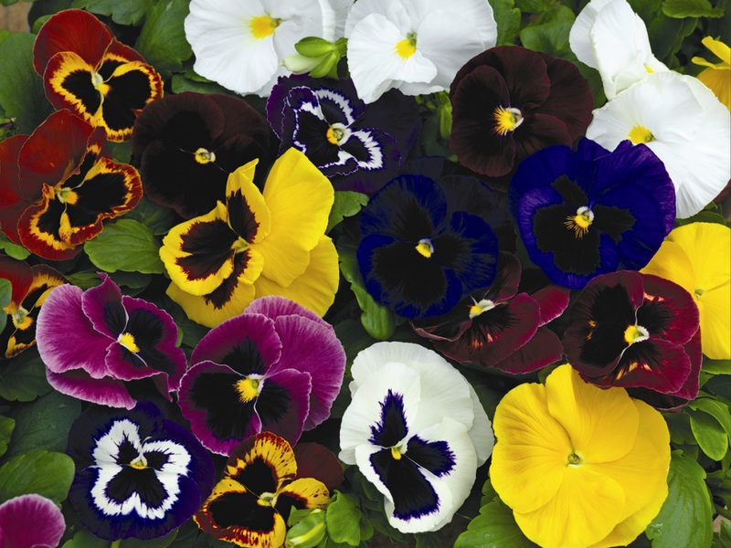 Viola - flor femenina