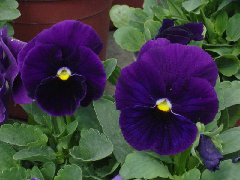 Viola - tyttömäinen kukka