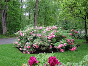 Hogyan lehet pünkösdi rózsaféléket növeszteni az udvaron