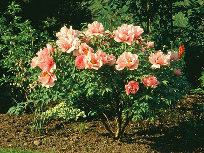 Planting, care and reproduction of peonies