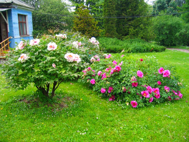 Conditions for growing peonies