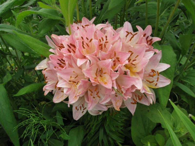 Marlene lily propagation
