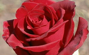  Black Magic là một loại hoa hồng có bóng râm rất thú vị.