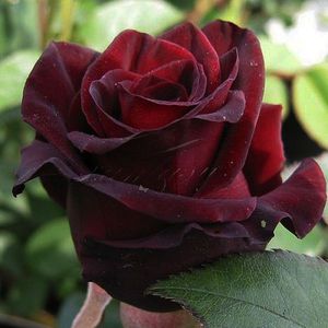 La rosa tea ibrida è un arbusto che fiorisce con fiori molto vibranti.