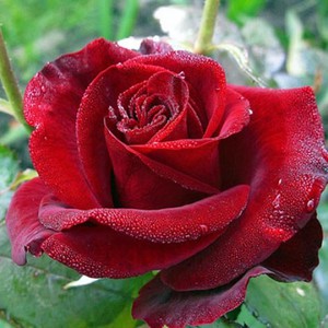  Хибридна чаена роза Black Magic - близък план на цветя