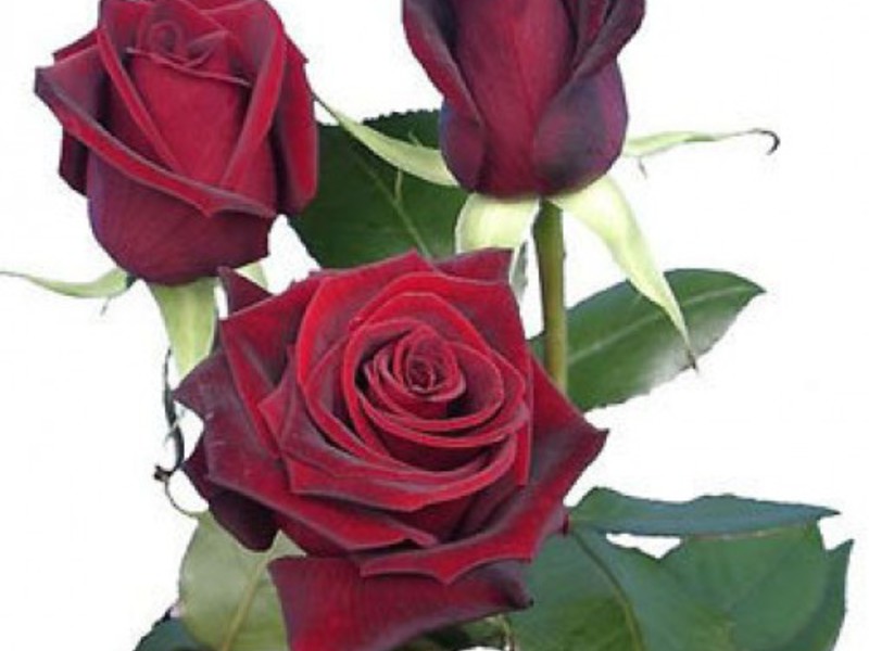 Một bó hoa hồng luôn trông tuyệt vời
