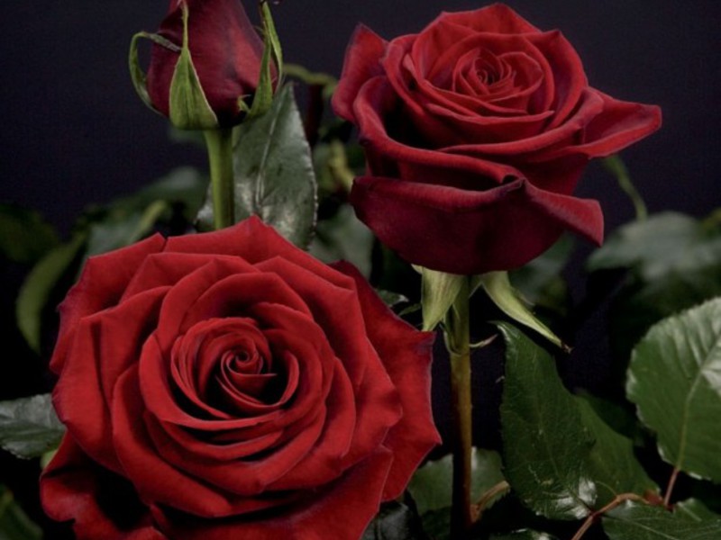 Black Magic Rosensämlinge werden im Handel verkauft.