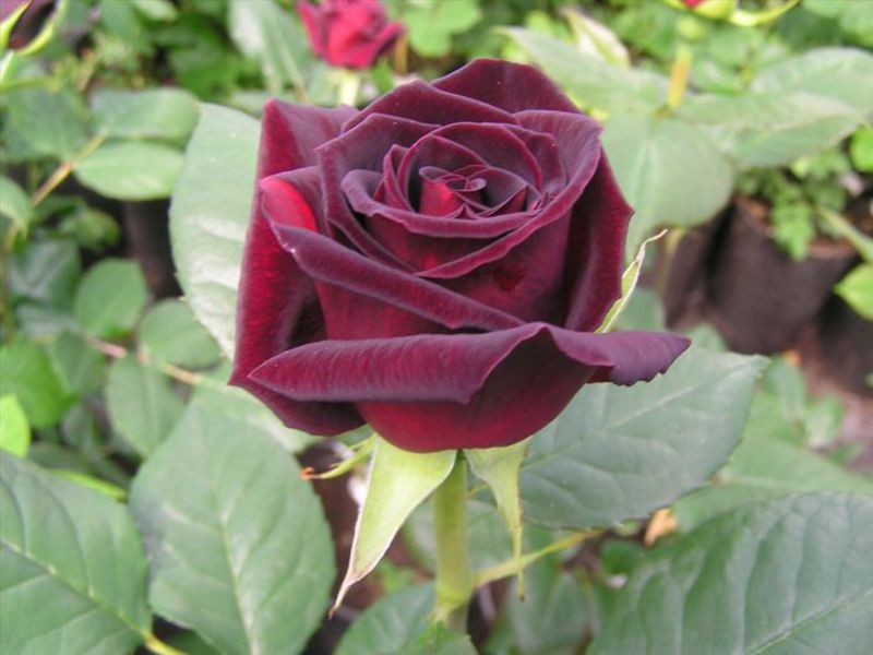 Rose Black Magic - характеристики на размножаването и грижите.