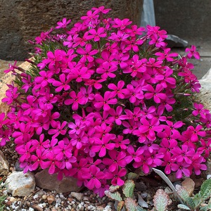Douglas phlox, çiçeklerin parlak bir gölgesidir.