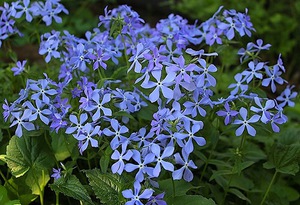Το phlox canadensis διακρίνεται από ένα ασυνήθιστο φλιτζάνι λουλουδιών.