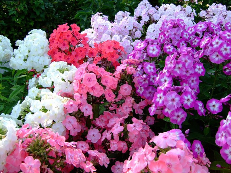 Floraison de phlox vivace dans un parterre de fleurs - photo,