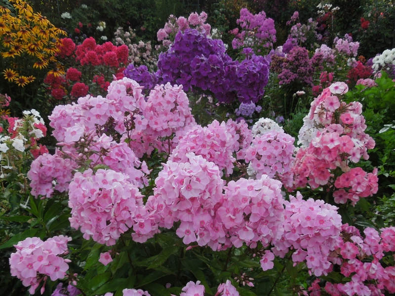 Blooming phlox can become the centerpiece of a flower bed.