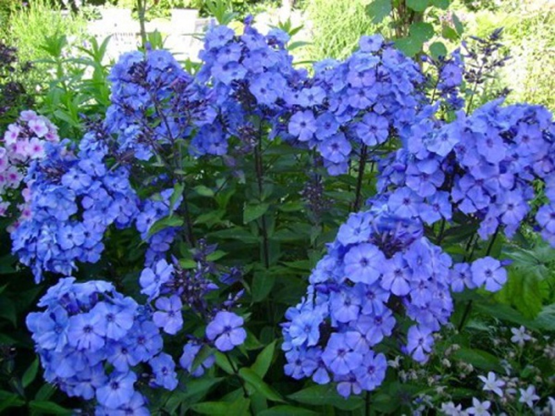 Flox azul canadense - uma foto de um arbusto em flor.