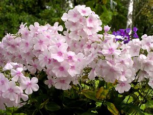 Phlox-verzorging in de zomer - hoe u bloemen zo lang mogelijk kunt laten genieten