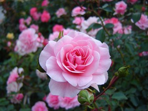 Описание на сорта роза