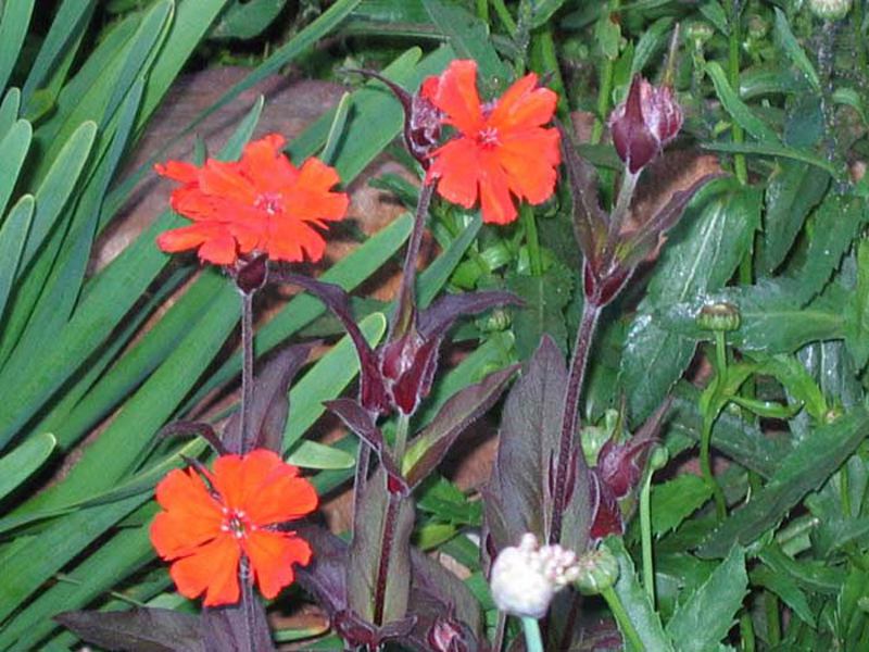 Hoa lychnis