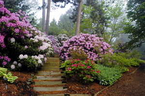 Rhododendron: planting, stell og dyrking
