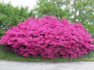 Admire the flowering of rhododendrons