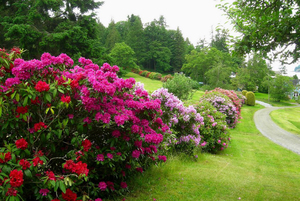 Rododendros en el jardín