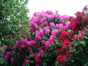 Hoe lang bloeien rododendrons